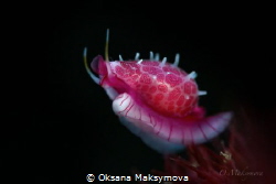 Cowry allies (Globovula cavanaghi). Picture was taken in ... by Oksana Maksymova 